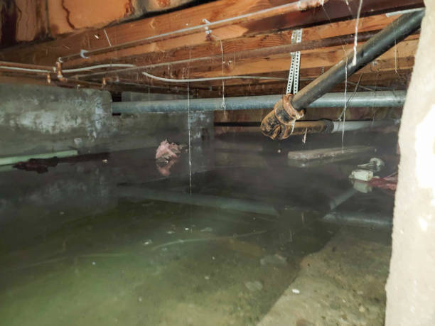 Best Local water damage restoration  in Ozona, TX