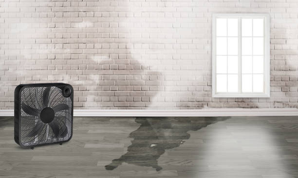 Best Carpet water damage restoration  in Ozona, TX